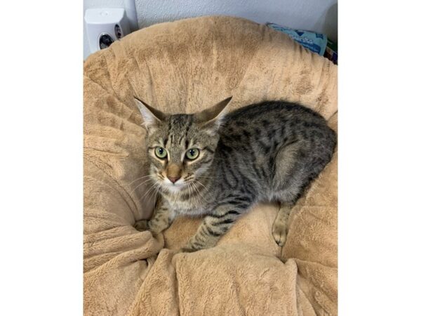 Domestic Short Hair CAT Male Brown Tabby 2723 Petland Norwin, PA