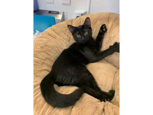 Domestic Short Hair CAT Female Black 2726 Petland Norwin, PA