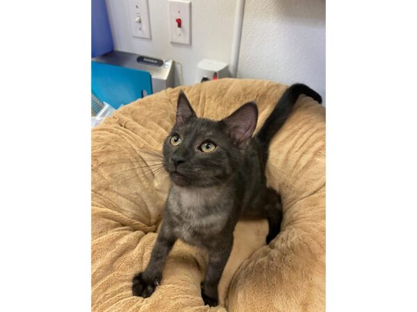 Domestic Short Hair CAT Male Black and Silver 2728 Petland Norwin, PA