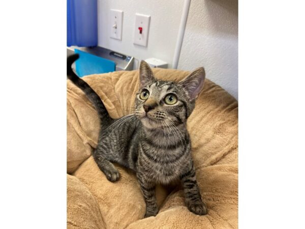 Domestic Short Hair CAT Female Gray Tabby 2719 Petland Norwin, PA