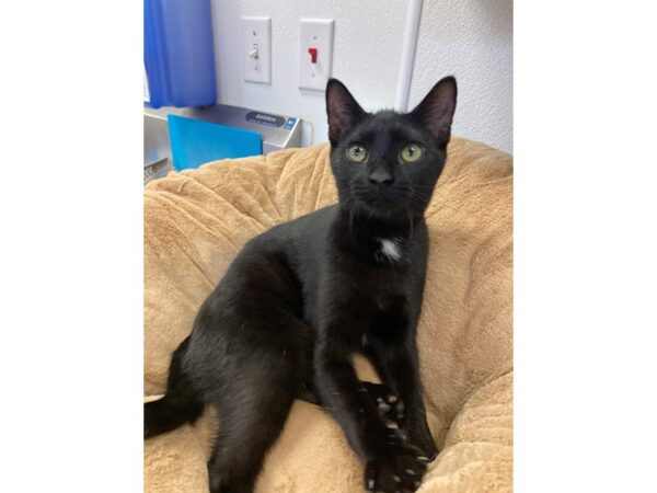 Domestic Short Hair CAT Male Black 2724 Petland Norwin, PA