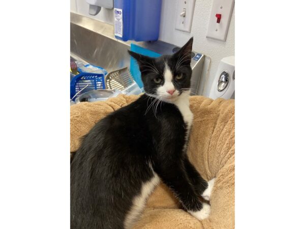 Domestic Short Hair CAT Male Black and White 2720 Petland Norwin, PA