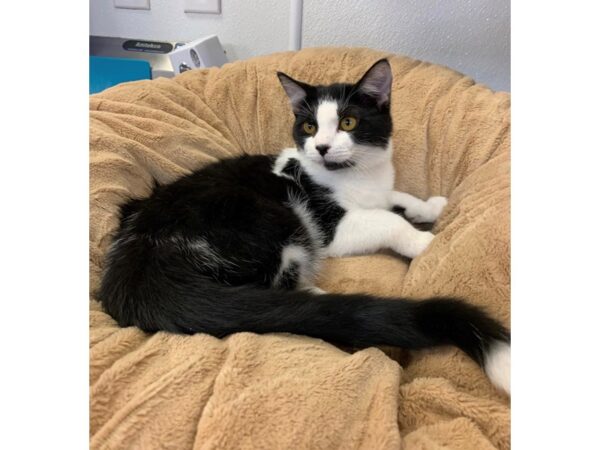 Domestic Medium Hair CAT Female Black 2735 Petland Norwin, PA