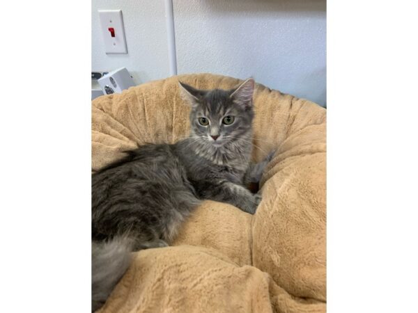 Domestic Short Hair CAT Female White and Gray Tabby 2713 Petland Norwin, PA