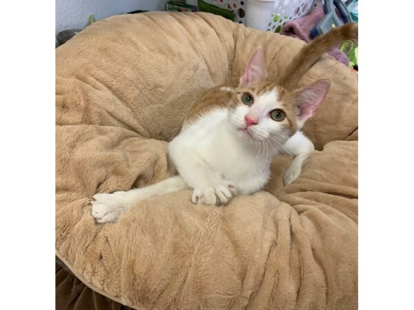 Domestic Short Hair CAT Male White and Orange 2725 Petland Norwin, PA