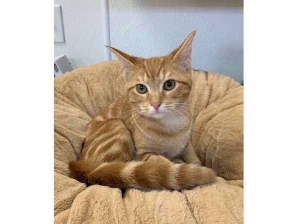 Domestic Short Hair CAT Male Orange 2718 Petland Norwin, PA