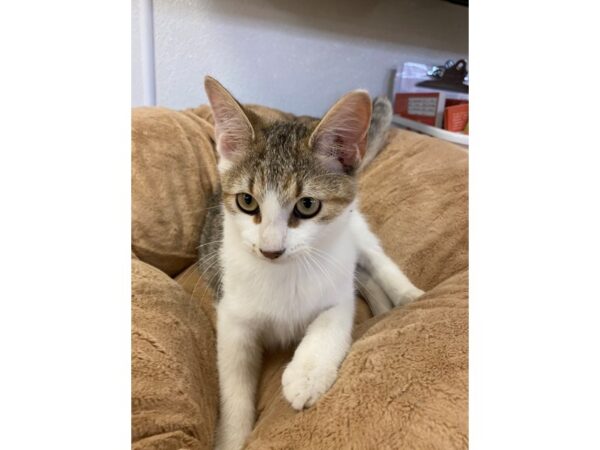 Domestic Short Hair-CAT--White and Brown Tabby-2715-Petland Norwin, PA