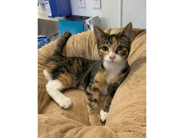 Domestic Short Hair CAT Female Calico 2732 Petland Norwin, PA