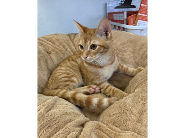 Domestic Short Hair CAT Male Orange and White 2717 Petland Norwin, PA