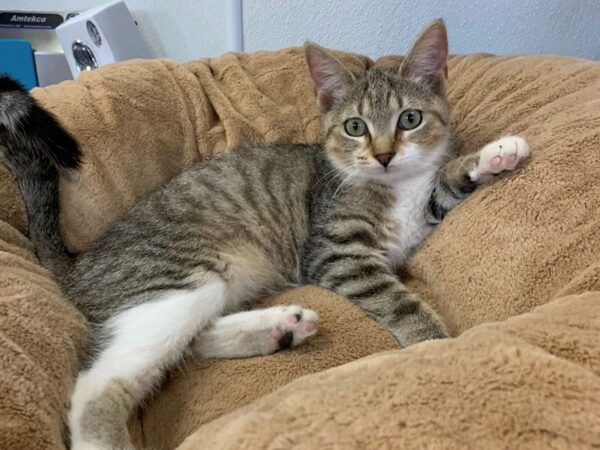 Domestic Short Hair CAT Female Brown and White 2731 Petland Norwin, PA