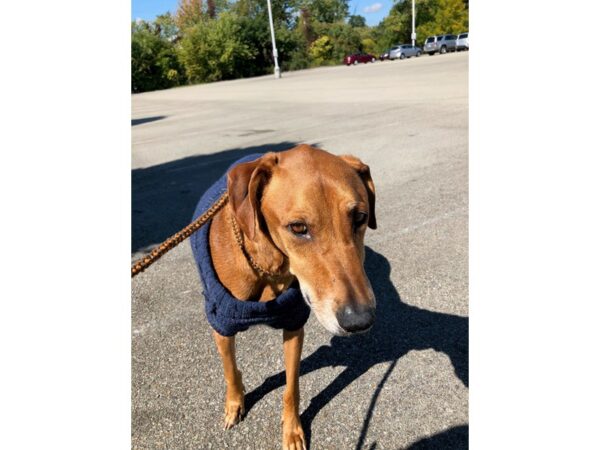 Doberman Mix DOG Male Red 2701 Petland Norwin, PA