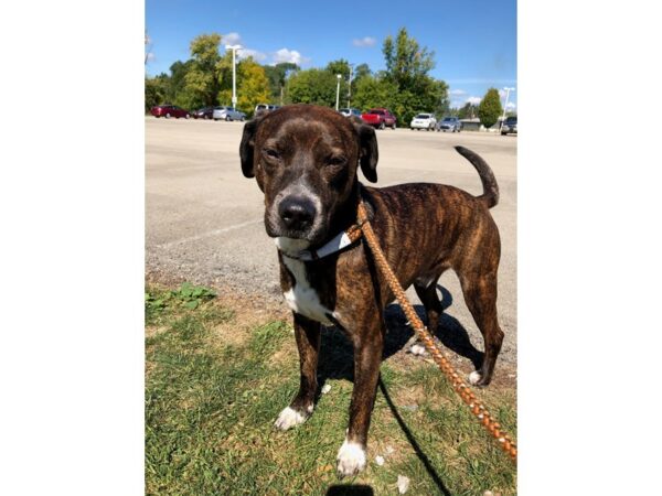 Pit Bull Mix-DOG-Male-Brindle and White-2699-Petland Norwin, PA