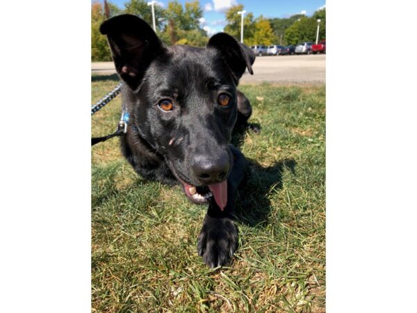 German Shepherd Mix-DOG-Male-Black-2698-Petland Norwin, PA