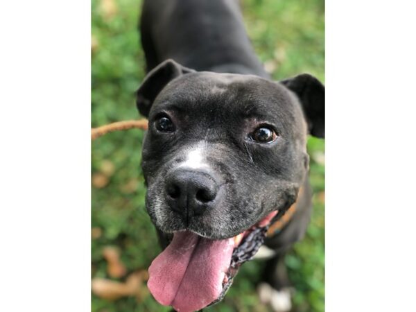 Pit Bull Mix-DOG-Male-Black and White-2702-Petland Norwin, PA