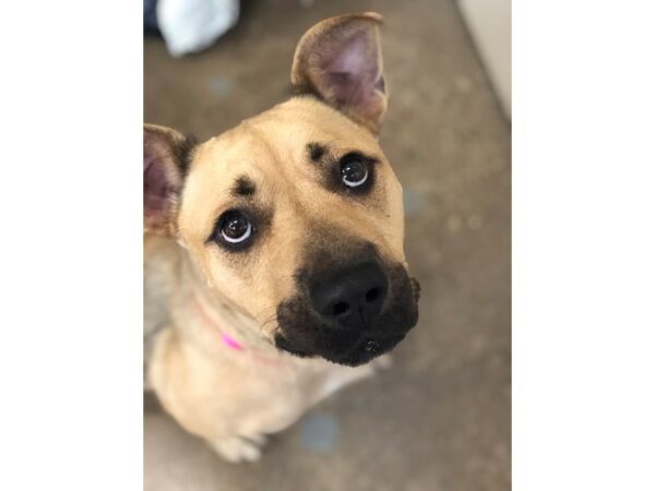 German Shepherd Mix-DOG-Female-Blonde-2700-Petland Norwin, PA