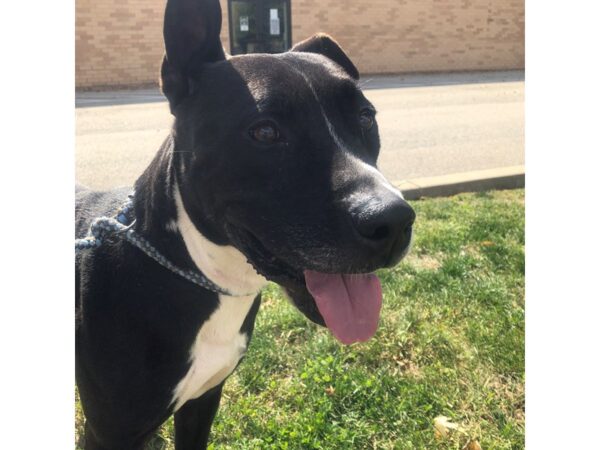 Pit Bull Mix DOG Male Black and White 2703 Petland Norwin, PA