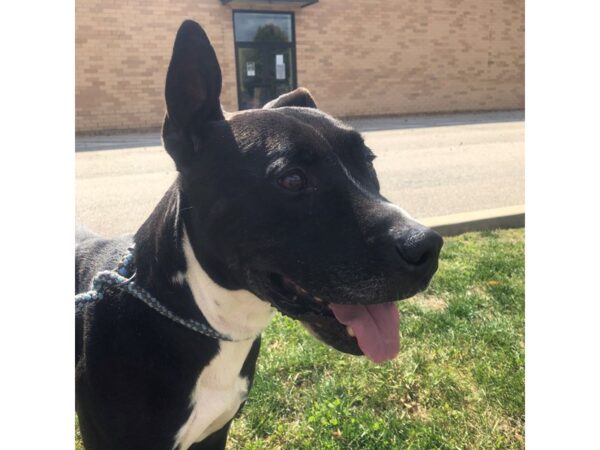 Pit Bull/American Pit Bull Terrier DOG Male BLACK / WHITE 2702 Petland Norwin, PA