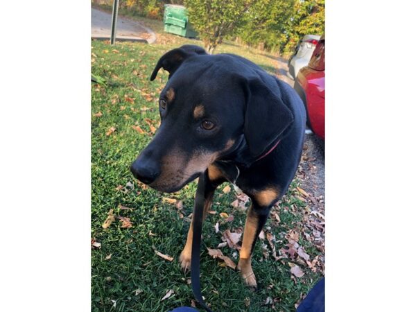 Rottweiler Mix DOG Male Black and Tan 841 Petland Norwin, PA