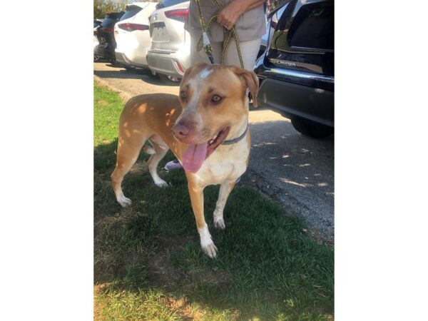 Lab Mix-DOG-Male--1564-Petland Norwin, PA