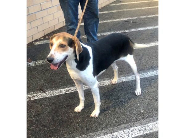 Hound Mix-DOG-Male-White and Brown-2741-Petland Norwin, PA