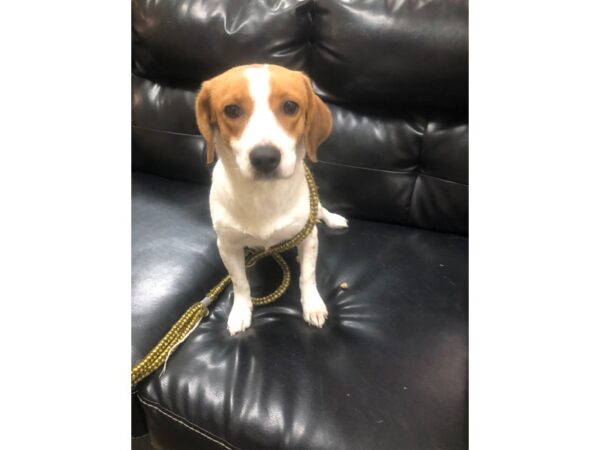 Beagle Mix DOG Female Tricolor 2739 Petland Norwin, PA