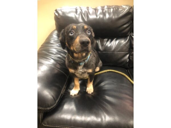 Beagle Mix DOG Male Black and Tan 2737 Petland Norwin, PA