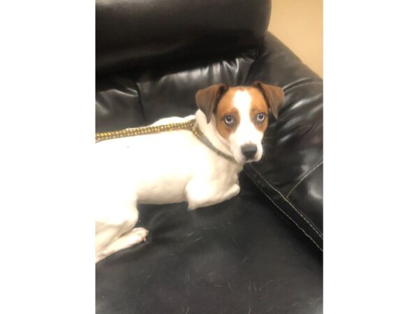 Beagle Mix DOG Male White and Tan 2736 Petland Norwin, PA