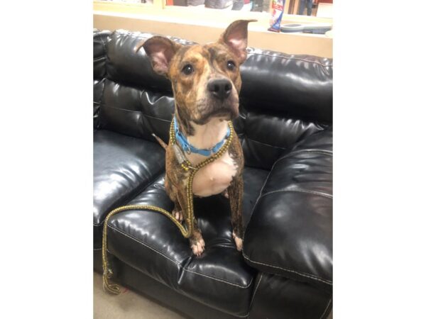 Pit Bull Mix-DOG-Male-Brindle and White-2740-Petland Norwin, PA