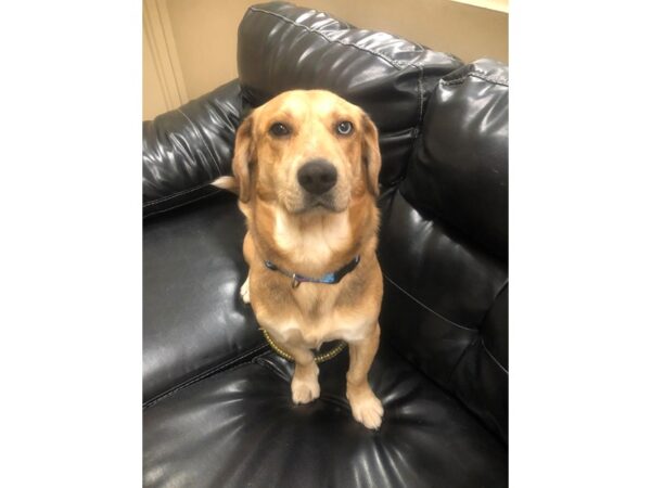 Beagle Mix DOG Male White and Tan 2743 Petland Norwin, PA