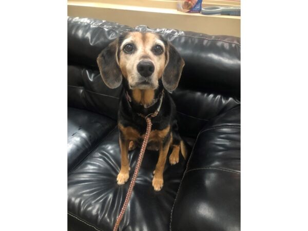 Hound Mix-DOG-Female-Black and Brown-2742-Petland Norwin, PA