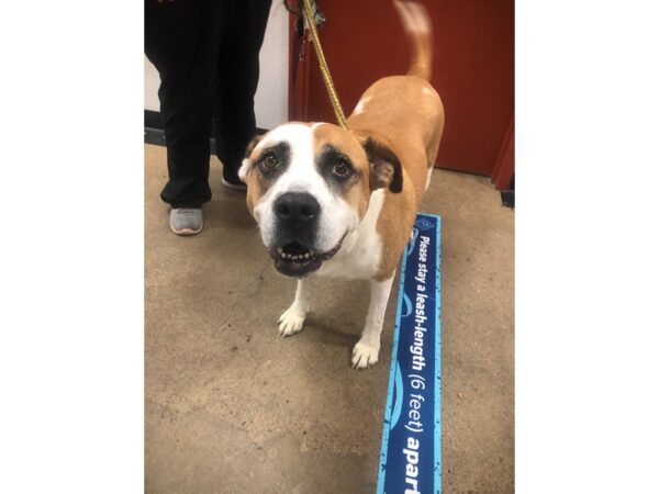 Saint Bernard Mix DOG Female White and Tan 2746 Petland Norwin, PA