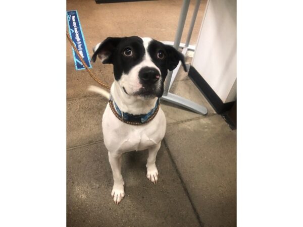 Retriever Mix DOG Female Black and White 2760 Petland Norwin, PA