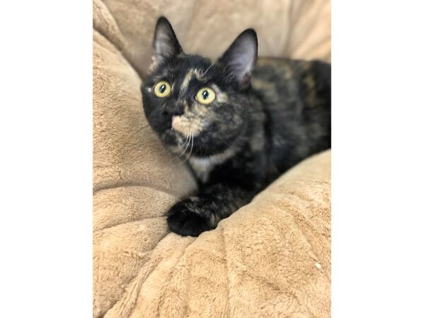 Domestic Medium Hair CAT Female Tortie 2777 Petland Norwin, PA