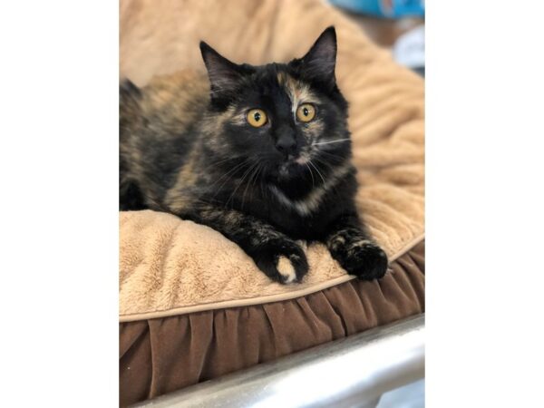 Domestic Long Hair-CAT-Female-Black and Tan-2779-Petland Norwin, PA