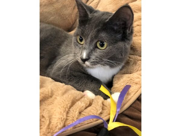 Domestic Short Hair CAT Female Grey and White 2773 Petland Norwin, PA