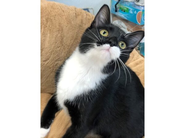 Domestic Short Hair CAT Male Black and White 2761 Petland Norwin, PA