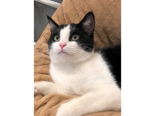 Domestic Shorthair CAT Male Black and White 2764 Petland Norwin, PA