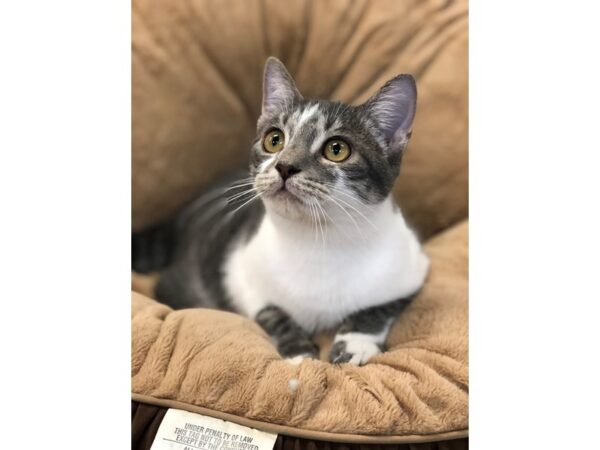 Domestic Short Hair CAT Female Gray and White 2770 Petland Norwin, PA