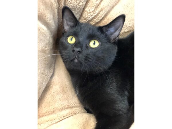 Domestic Short Hair CAT Male Black 2772 Petland Norwin, PA