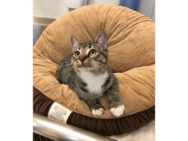 Domestic Short Hair CAT Male Brown and White 2776 Petland Norwin, PA