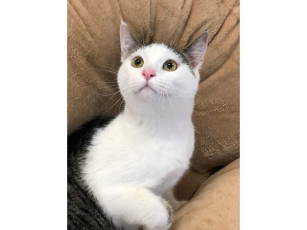 Domestic Shorthair CAT Female White and Brown 2768 Petland Norwin, PA