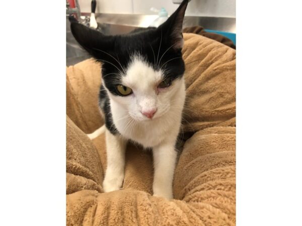 Domestic Short Hair CAT Male Black and White 2783 Petland Norwin, PA