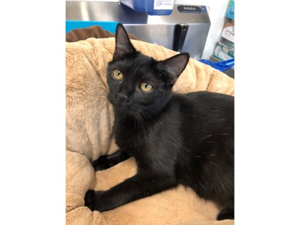 Domestic Short Hair CAT Male Black 2767 Petland Norwin, PA