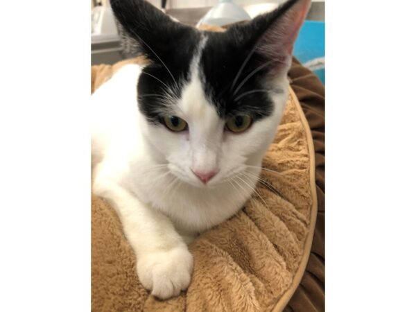 Domestic Short Hair CAT Male Black and White 2771 Petland Norwin, PA