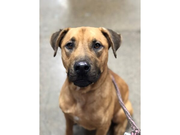 Retriever Mix-DOG-Male-Tan-2747-Petland Norwin, PA