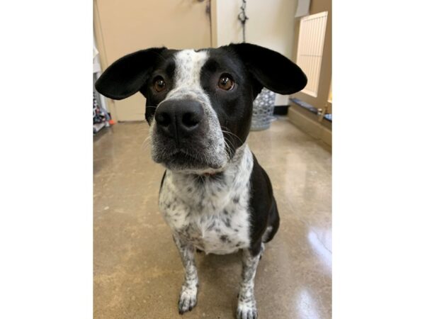 Cattle Dog Mix-DOG-Female-Black and White-2744-Petland Norwin, PA