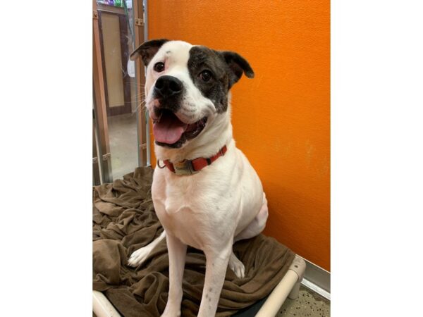 Boxer Mix DOG White and Brindle 2748 Petland Norwin, PA