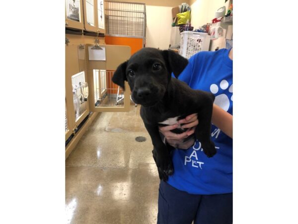 Retriever Mix DOG Male Black and White 2759 Petland Norwin, PA