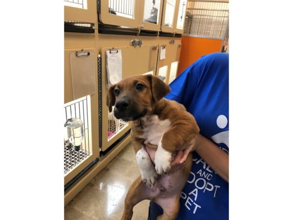 Retriever Mix DOG Male Brown and White 2758 Petland Norwin, PA