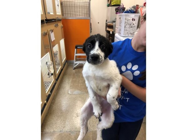 Border Collie Mix DOG Male White and Black 2757 Petland Norwin, PA